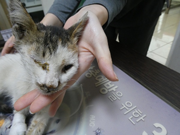 화원연합동물병원_427348202501105